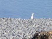2012-04-12-011-Eagret