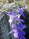 2012-06-05-020-Unknown-Blue-Flower