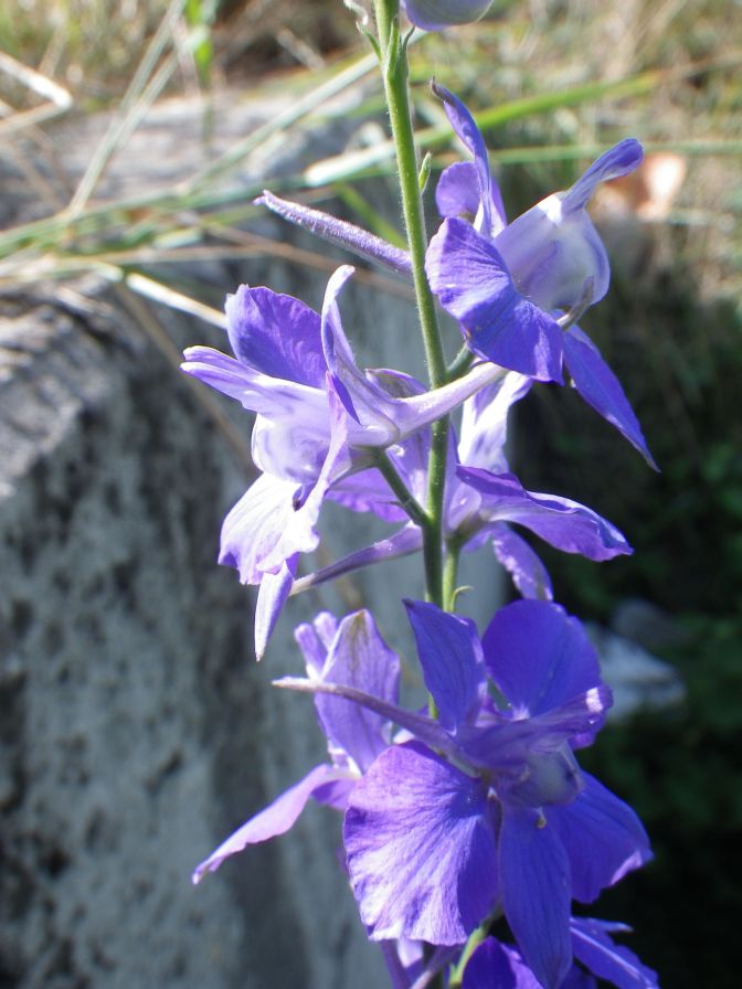 2012-06-05-020-Unknown-Blue-Flower