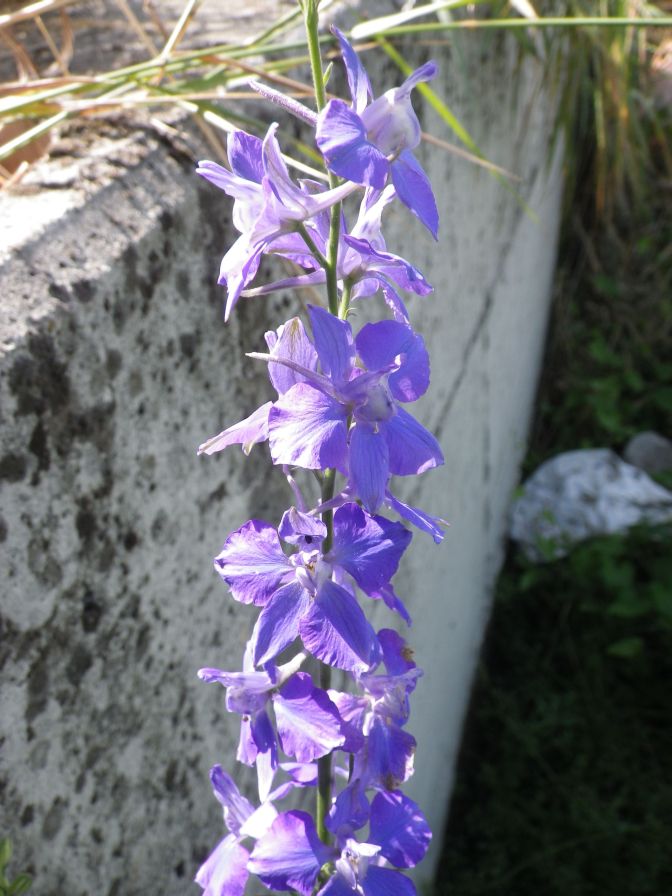 2012-06-05-021-Unknown-Blue-Flower