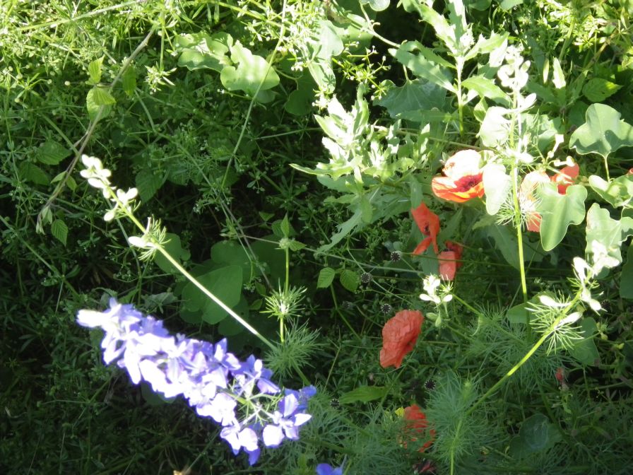2012-06-05-022-A-Ditch
