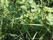 2012-06-05-023-Unknown-Yellow-Climber