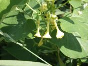 2012-06-05-024-Unknown-Yellow-Climber