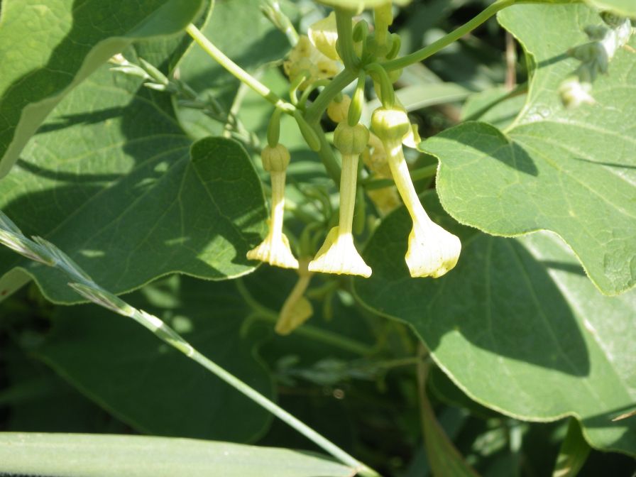 2012-06-05-024-Unknown-Yellow-Climber