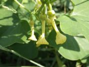 2012-06-05-025-Unknown-Yellow-Climber