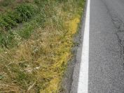 2012-06-05-028-Yellow-Cuscuta