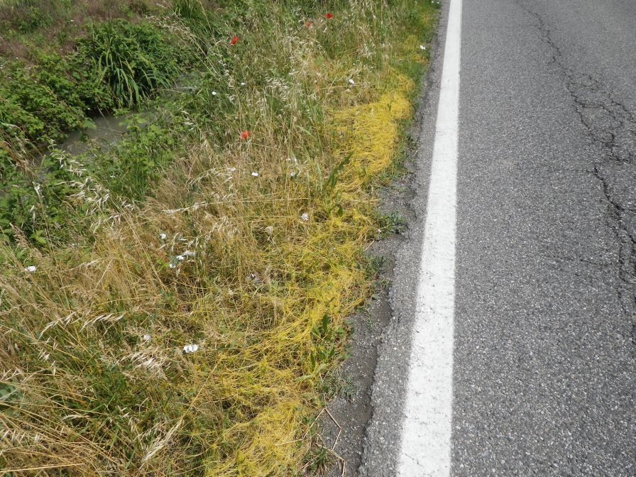2012-06-05-028-Yellow-Cuscuta