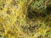 2012-06-05-029-Yellow-Cuscuta