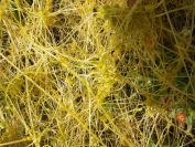 2012-06-05-030-Yellow-Cuscuta