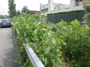 2012-06-09-003-Unknown-Flower
