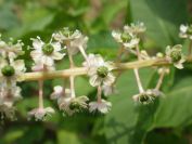 2012-06-09-004-Unknown-Flower