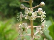 2012-06-09-005-Unknown-Flower