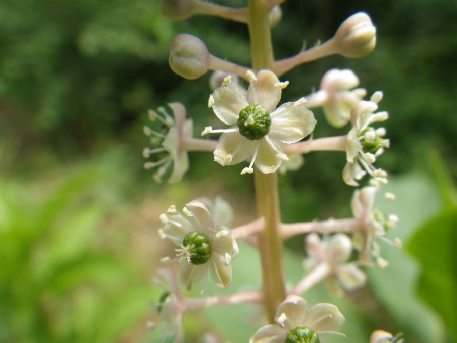 2012-06-09-005-Unknown-Flower