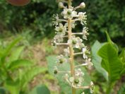 2012-06-09-006-Unknown-Flower