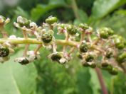2012-06-09-007-Unknown-Flower