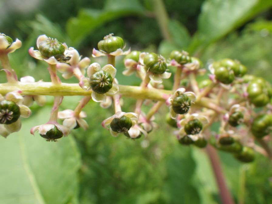 2012-06-09-007-Unknown-Flower