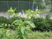 2012-06-09-008-Unknown-Flower