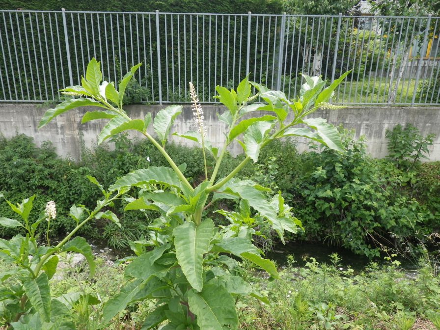 2012-06-09-008-Unknown-Flower