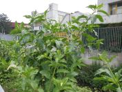 2012-06-09-009-Unknown-Flower