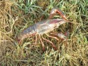 2012-06-06-003-Fresh-Water-Cray-Fish