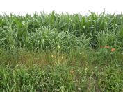 2012-06-07-006-Yellow-Ditch-Flower