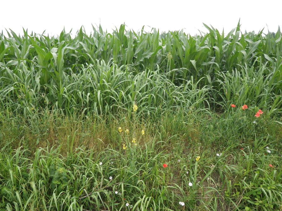 2012-06-07-006-Yellow-Ditch-Flower