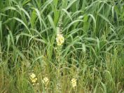 2012-06-07-007-Yellow-Ditch-Flower