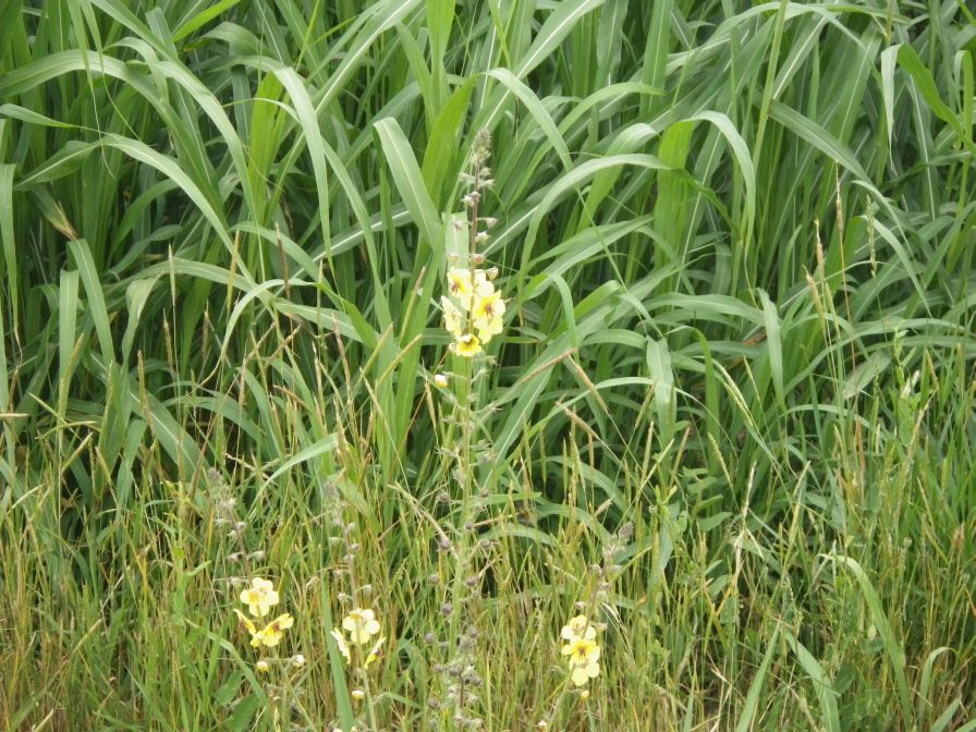 2012-06-07-007-Yellow-Ditch-Flower