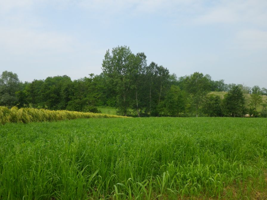 2012-06-03-003-River-Po-Valley