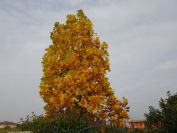 2013-10-27-005-Maple