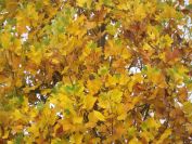 2013-10-27-006-Maple