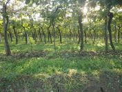 2013-10-31-005-Vines-at-Soave