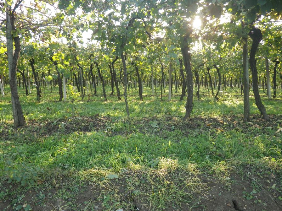 2013-10-31-005-Vines-at-Soave