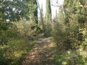 2013-10-31-013-Hill-Path