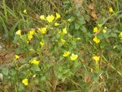 2013-10-29-005-Onothera