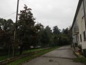 2013-11-02-002-Quince-Tree