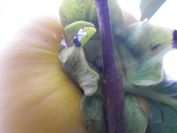 2013-11-02-007-Quince-Tree