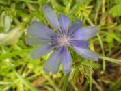 2013-11-02-012-Chickory