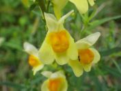 2013-11-02-013-Antirrhinum