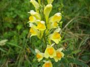 2013-11-02-014-Antirrhinum