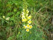 2013-11-02-015-Antirrhinum