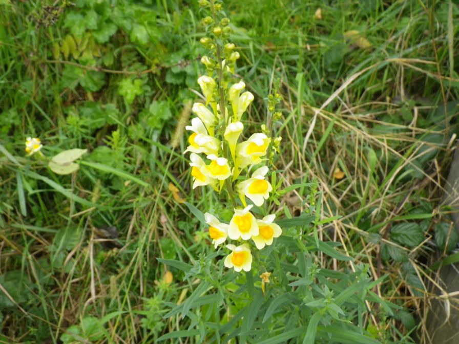2013-11-02-015-Antirrhinum