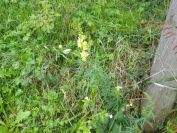 2013-11-02-016-Antirrhinum