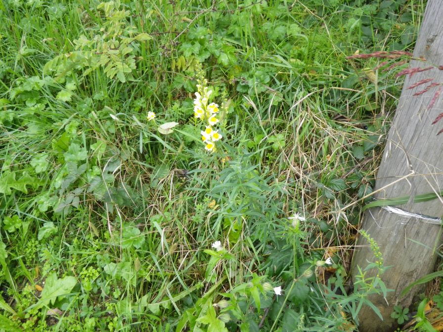 2013-11-02-016-Antirrhinum