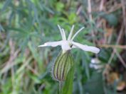 2013-11-02-017-Campion