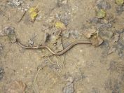2013-11-02-018-Slow-Worm
