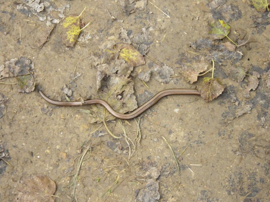 2013-11-02-018-Slow-Worm