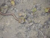 2013-11-02-019-Slow-Worm