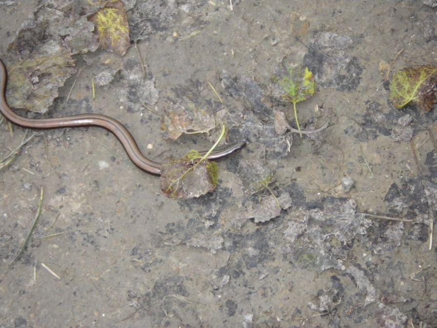 2013-11-02-019-Slow-Worm