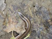2013-11-02-020-Slow-Worm
